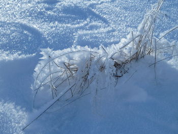 Close-up of frozen tree against sky