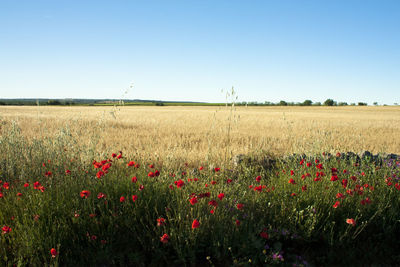 Scenic view of flowering field against clear blue sky