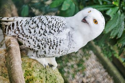 Close-up of white bird perching on a tree