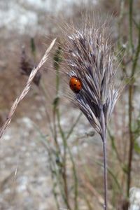 Close-up of ladybug on leaf