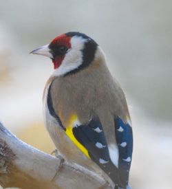 Close-up of bird perching on wood against sky