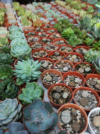 High angle view of succulent plants in market