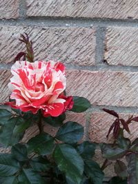 Close-up of pink flower against wall