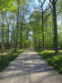 Empty road along trees