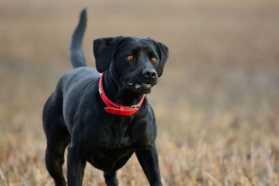 Portrait of black labrador