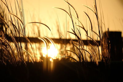 Close-up of silhouette plants against sky during sunset