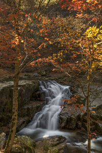 Scenic view of waterfall in forest during autumn