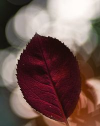 Close-up of autumnal leaves