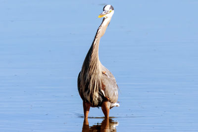 Close-up of gray heron on shore