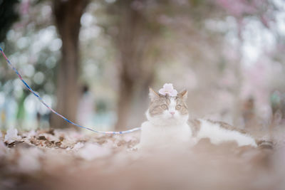 White brown scottish cat travel outdoor with pink flower in springtime season