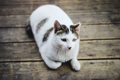 Close-up portrait of a cat