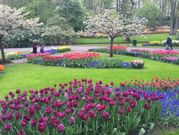 Pink flowers blooming in park