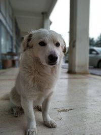 Portrait of dog standing on floor