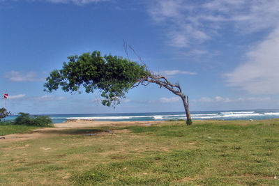 Tree on beach against sky