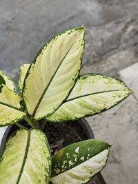 High angle view of leaf