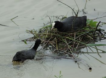 Black swan swimming in lake