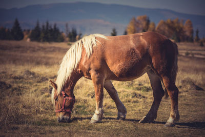 Horse walking on field