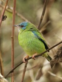 Close-up of bird perching on branch