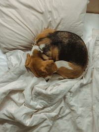 High angle view of cat sleeping on bed