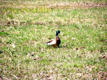 Duck on field