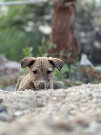 Close-up portrait of a dog on rock