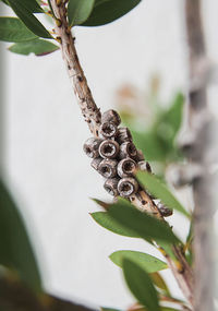 Close-up of crab on plant