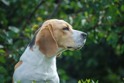 Close-up of dog looking away