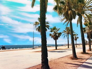 Palm trees on beach against sky