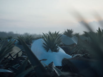 Close-up of succulent plant on field against sky
