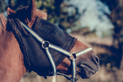 Close-up of horse wearing mask