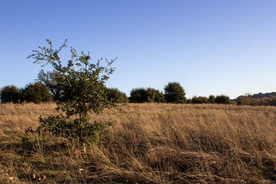 Trees on field against clear sky