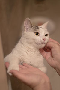 Close-up of hand holding cat