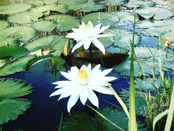 Lotus water lily in pond