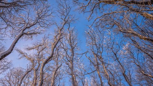 Low angle view of bare trees against blue sky