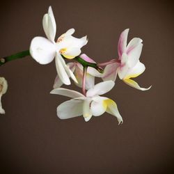 Close-up of white flowers