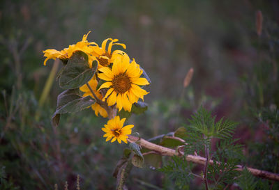 Close-up of yellow flowering plant