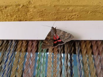 Close-up of butterfly on wall