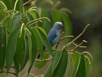 Closeup portrait of blue-gray tanager thraupis episcopus pretty bird in tree, vilcabamba, ecuador.