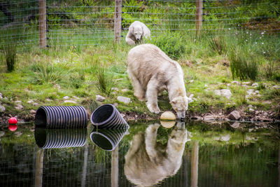 View of a dog drinking water
