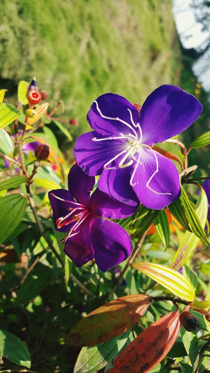 flower, fragility, petal, beauty in nature, nature, growth, plant, flower head, no people, freshness, day, purple, focus on foreground, outdoors, blooming, close-up