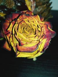 Close-up of red flower on table