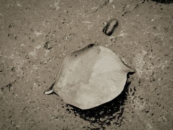 High angle view of crab on sand