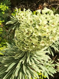 Close-up of flowers