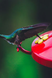Close-up of multi colored bird