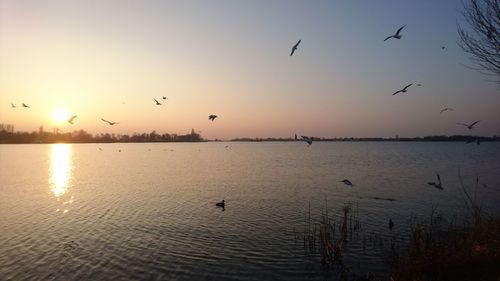 Silhouette birds flying over sea against sky during sunset