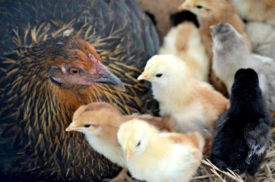 Close-up of duck