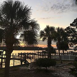 Palm trees at sunset