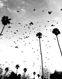 Low angle view of silhouette birds flying against sky