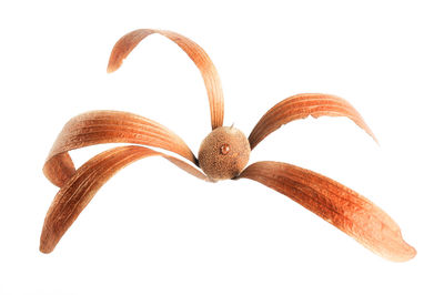 High angle view of pineapple on white background