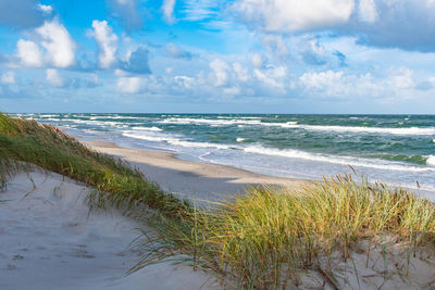 Rough sea with waves in autumn or winter, sandy beach and dunes with reeds and dry grass, morning